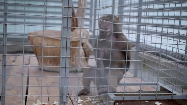 The monkey sits in a cage