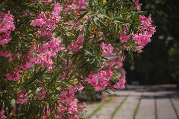 Pink Nerium. The delicate flowers of pink oleander close-up. A beautiful pink Nerium Bush blooms in...