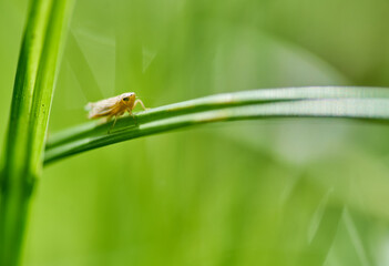 An aphid perched on the grass blade
