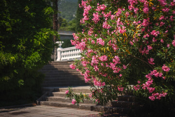 Pink Nerium. The delicate flowers of pink oleander close-up. A beautiful pink Nerium Bush blooms in...