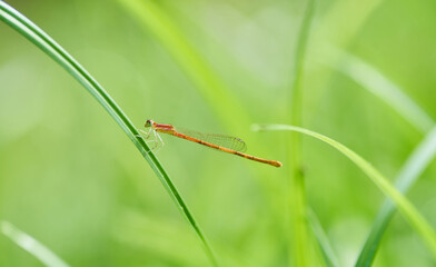 Damselfly perched on the grass blade