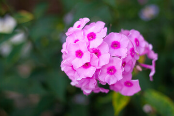 Pink Phlox on a background of blurred green