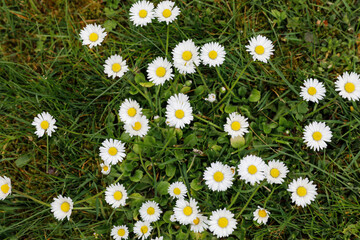 G&auml;nseblumen im Garten im Rasen wachsend