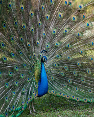Fototapeta premium Peacock bird Stock Photos. Peacock close-up profile view. Peacock bird, the beautiful colorful bird. Image. Picture. Portrait. Fan tail.