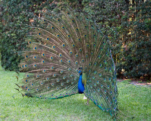 Obraz premium Peacock stock photos. Image. Portrait. Picture. Colourful bird. Beautiful bird. Blue and green plumage. Fan tail. Courtship. Picture. Image. Portrait.