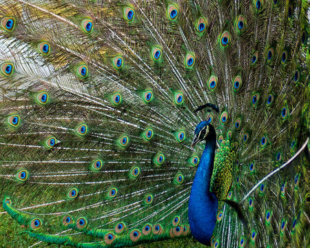 Peacock Stock Photos.  Colourful bird. Peacock bird displaying fold open elaborate fan with train shimmering feathers with blue-green plumage with eye spots on the fan tail, head 