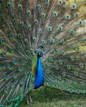 Peacock bird Stock Photos.  Peacock close-up profile view. Peacock bird, the beautiful colorful bird. Image. Picture. Portrait. Fan tail.