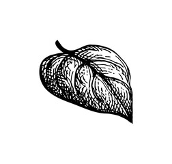 Ink sketch of heart shaped leaf.