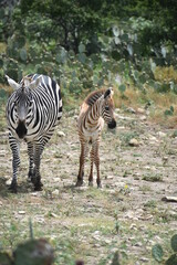 zebra adult and baby in the wild