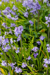  Atlantisches Hasenglöckchen im Garten