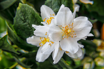 Jasmin Blüten mit Dolden und Samen im Garten