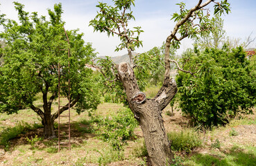 fruit trees in garden