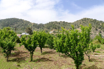Fototapeta na wymiar vineyard in summer