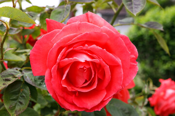 Schöne rote Rosen Blüte im Garten