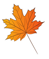 Autumn orange maple leaf with veins. Isolated object on a white background. Vector illustration.