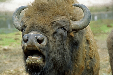 Meshchera, Okskiy reserve. Forest giant zubr (enclosures). Ryazan region.