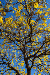 Árvore carregada de flores amarelas com céu azul ao fundo.