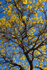 Árvore carregada de flores amarelas.
