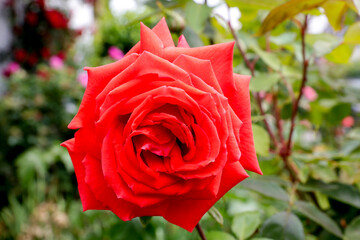Rote Rosen Blüte im grünen Garten