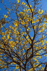 Árvore carregada de flores.
