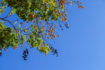 Árvore sabão carregada de frutos com céu azul.