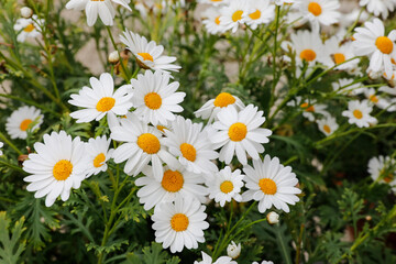 Fototapeta premium Gänseblumen Blüten im Garten