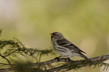 Red poll Stock Photos.  Red poll bird close-up profile view perched with blur background. Image. Picture. Portrait.
