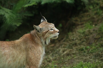 Lynx de Sibérie en captivité