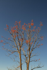 Mulungú cheio de flores e céu azul ao fundo.