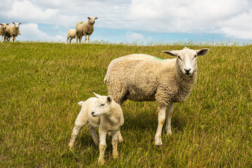 Schafe auf dem Deich in Neuharlingersiel
