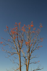 Galhos de mulungú florido e céu azul.