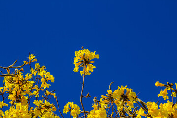 Galhos de ipê carregados de flores.