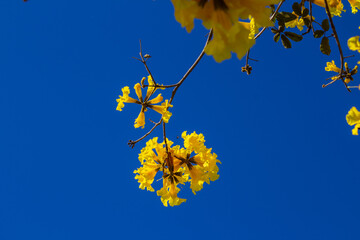 Um galho de pê amarelo.