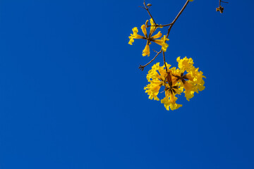 Um galho de ipê amarelo florido.