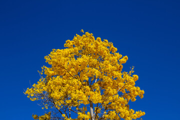 Fototapeta premium Ipê amarelo carregado de flores com céu azul ao fundo.