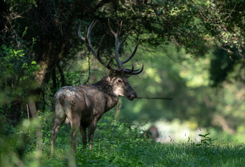Red deer in forest
