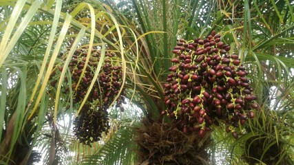 close up of a dite tree with dites