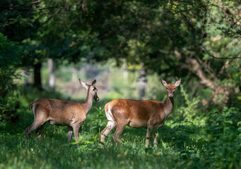 Two red deer female standing on meadow