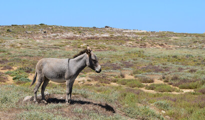 Obraz premium Asino nell'isola dell'Asinara