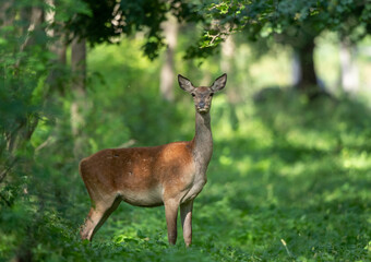 Naklejka na ściany i meble Red deer female standing on meadow