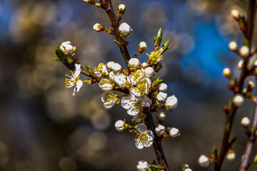 spring blossom in spring