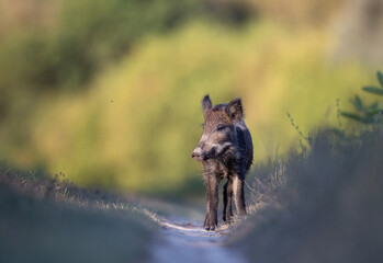Wild boar piglet on meadow