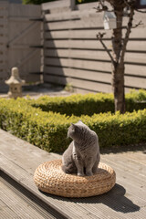 A British Short Hair cat sits on a wicker stool looking away on a deck in a zen garden in Edinburgh, Scotland, with a hedge and a cherry blossom tree with a house-shaped bird nest on the background