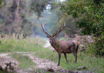 Red deer walking in forest