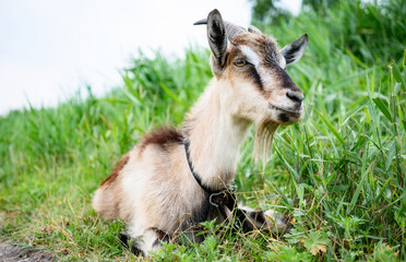 Smoke goat with horns eating grass in pasture.