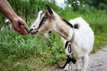 Obraz na płótnie Canvas Unrecognizable farmer feeding goat with cherry.