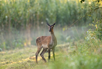 Red deer female standing on meadow