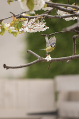 A Blue Tit bird flies away from a cherry blossom tree as she carries a white flower from a branch in a garden Edinburgh, Scotland, UK