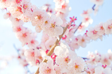 Fototapeta premium Scientific name is Prunus mume.English name is Japanese apricot.