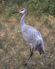 Sand hill crane bird Stock Photos.   Sand hill crane bird close-up profile view  with foliage background